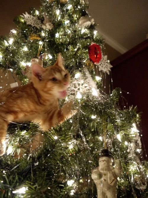 Cat In Christmas Tree Pictures Wallpapers
